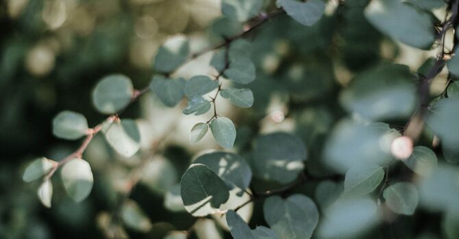 Functional Medicine